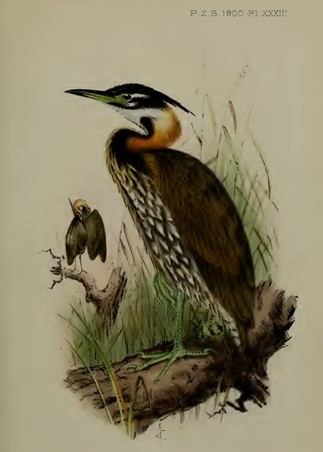 White-eared Night Heron - ML379832201