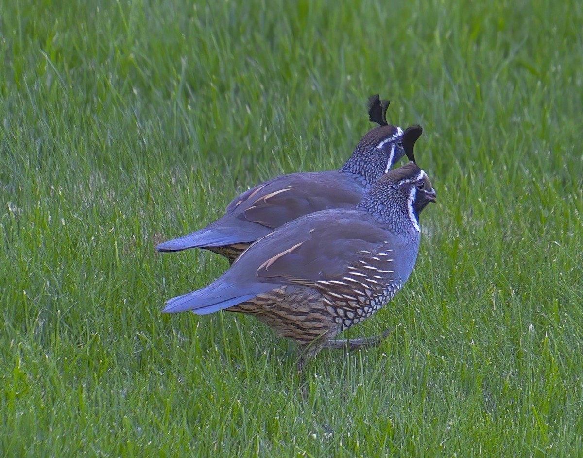 California Quail - ML379832391