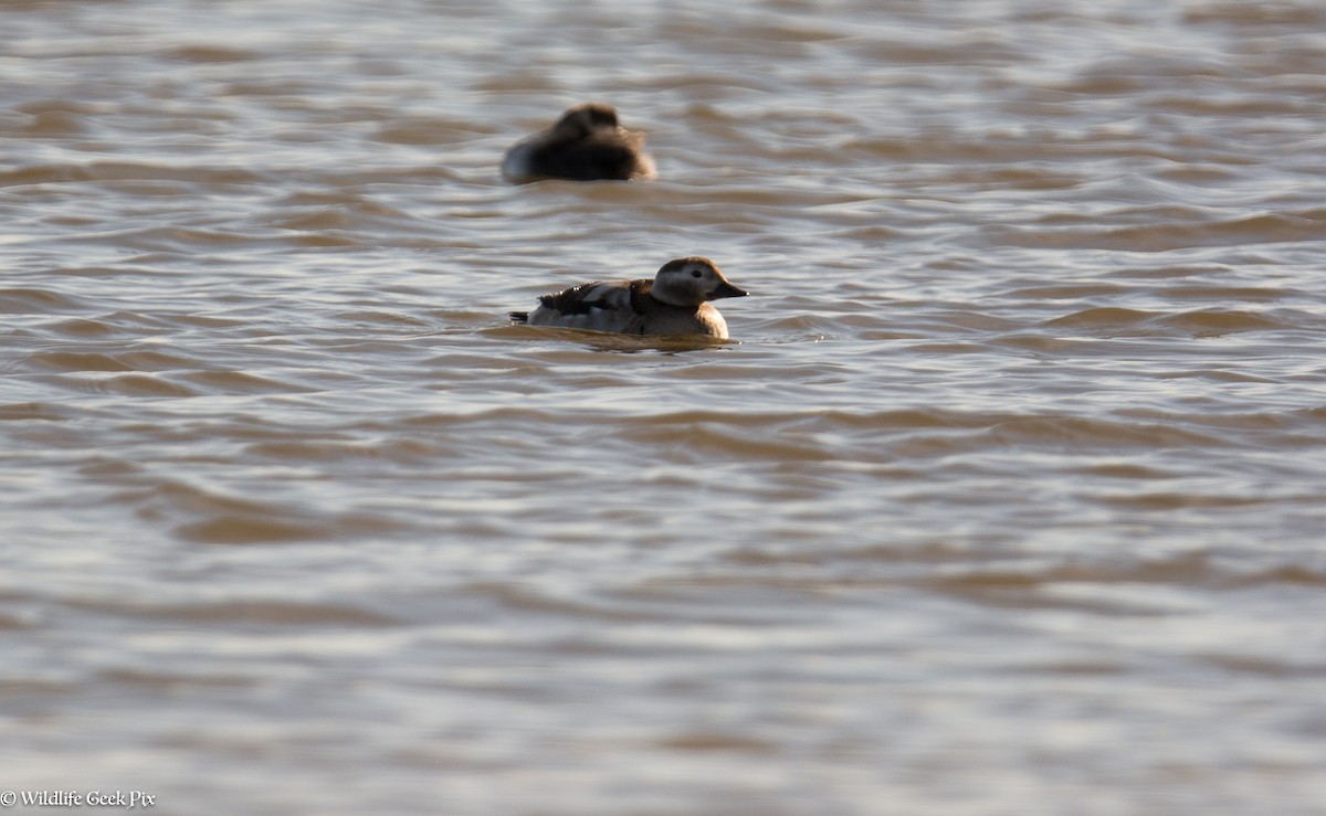 Long-tailed Duck - ML37983241