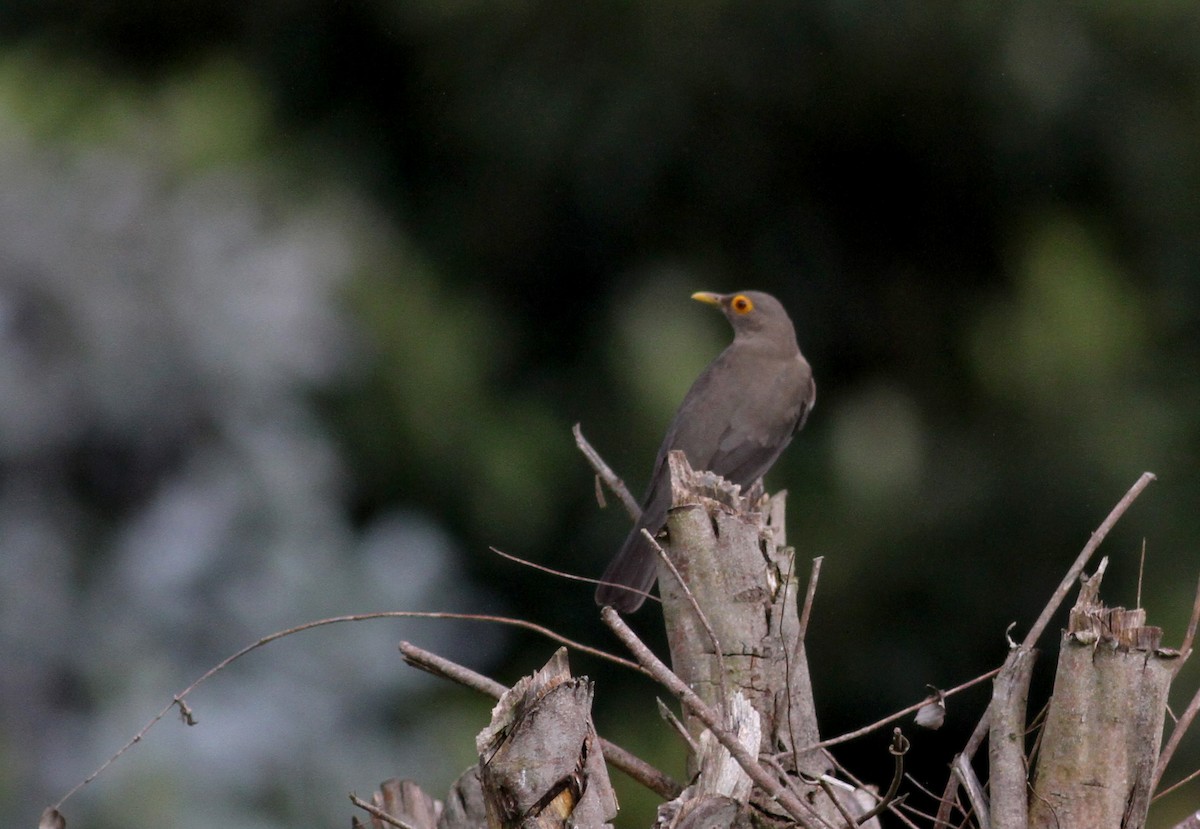 Spectacled Thrush - Jay McGowan