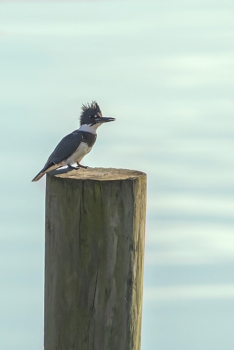 Belted Kingfisher - ML379833961