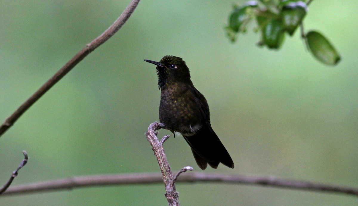 kolibřík dřišťálový (ssp. chloropogon) - ML37983551