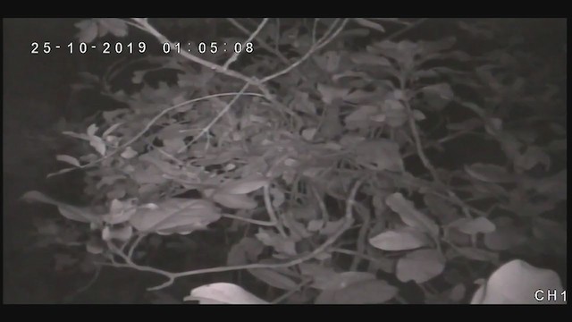 Crow Honeyeater - ML379835551