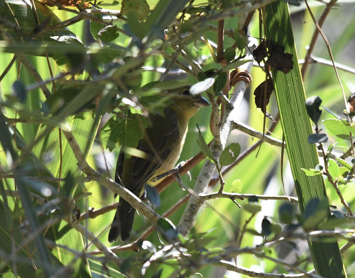 Painted Bunting - ML379835901