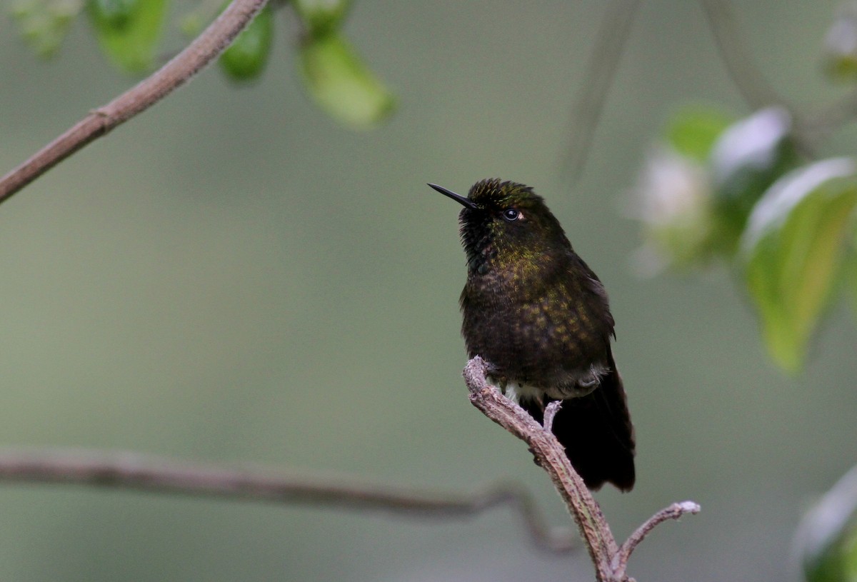 Tyrian Metaltail (Costa) - ML37983841