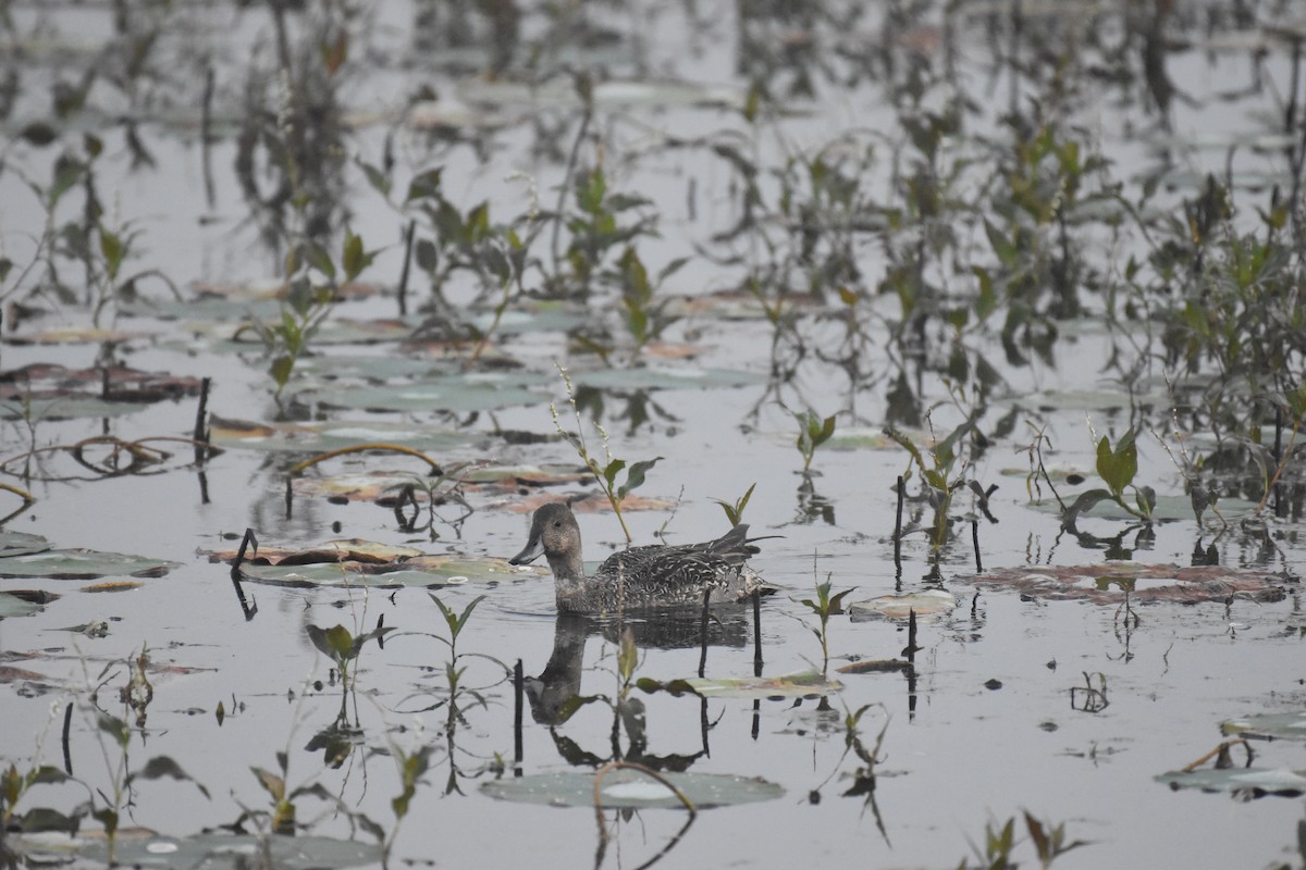 Northern Pintail - Jimmy  Welch