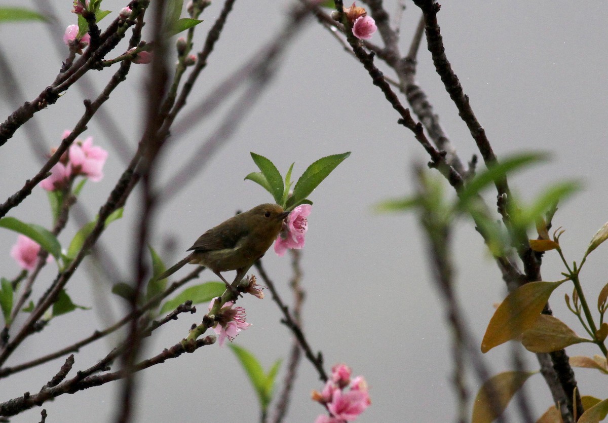 White-sided Flowerpiercer - ML37984151