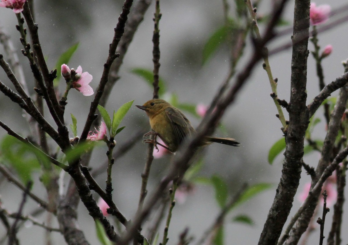 Pinchaflor Flanquiblanco - ML37984171