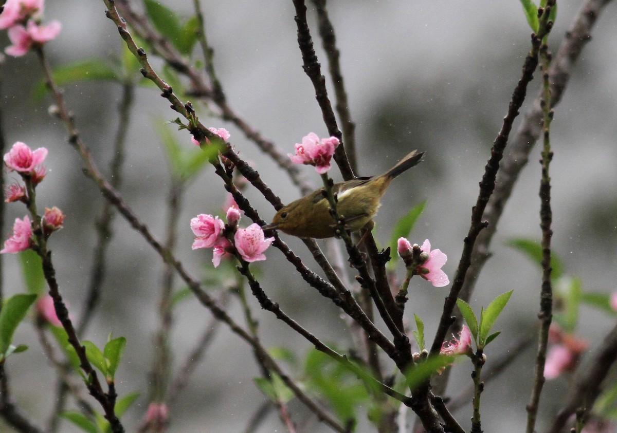 Pinchaflor Flanquiblanco - ML37984191