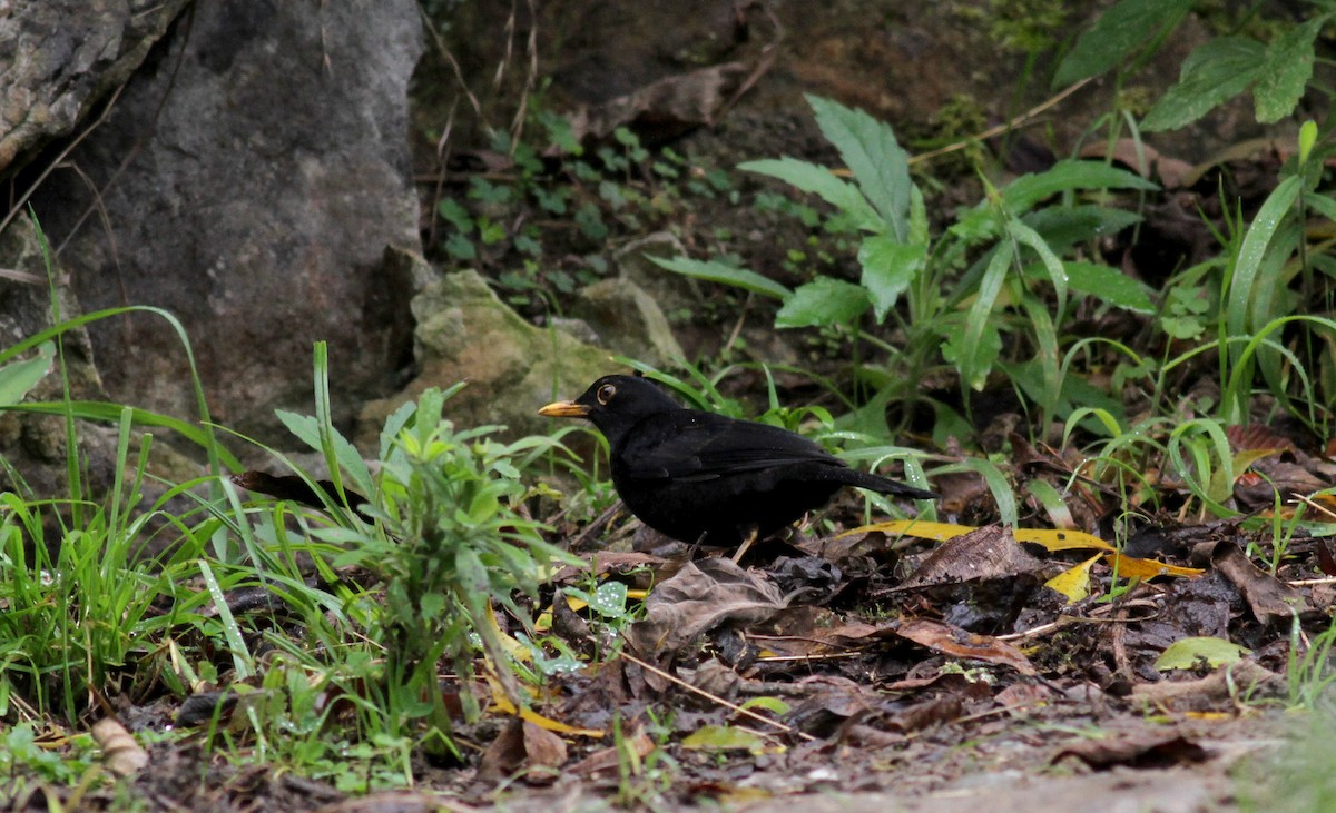 Glossy-black Thrush - ML37984341