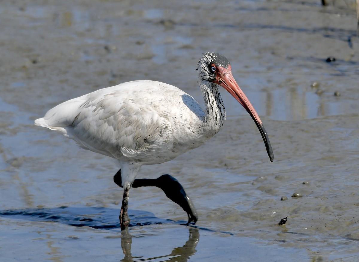 White Ibis - ML379843741