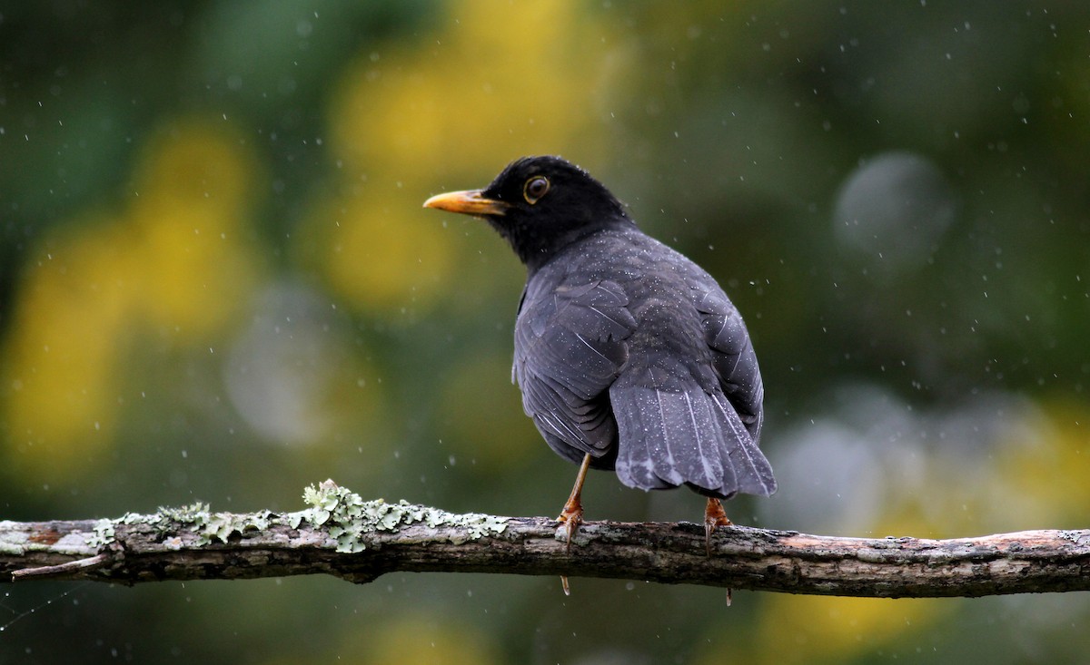 Glossy-black Thrush - ML37984421