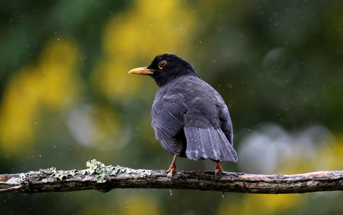 Glossy-black Thrush - Jay McGowan