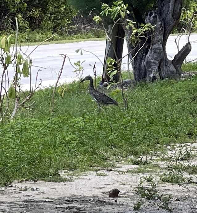 Yellow-crowned Night Heron - ML379845231