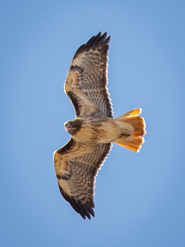 Red-tailed Hawk - ML379845891