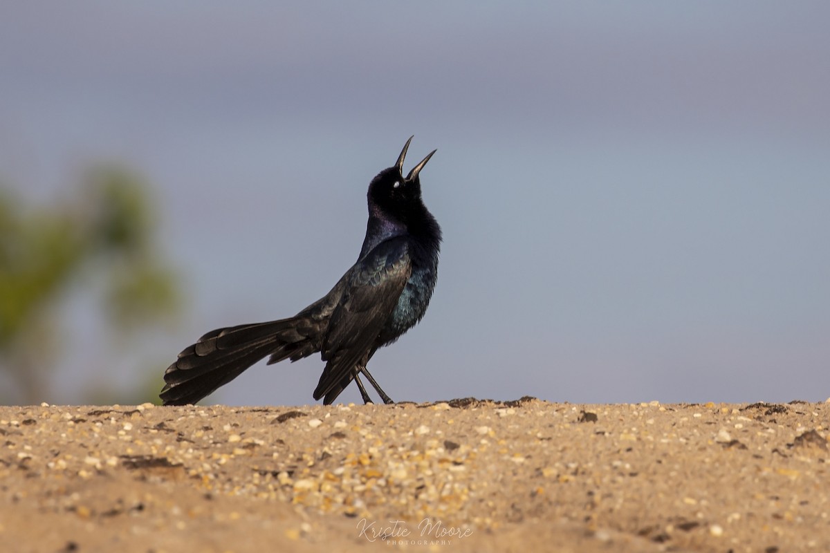 Boat-tailed Grackle - ML379847341