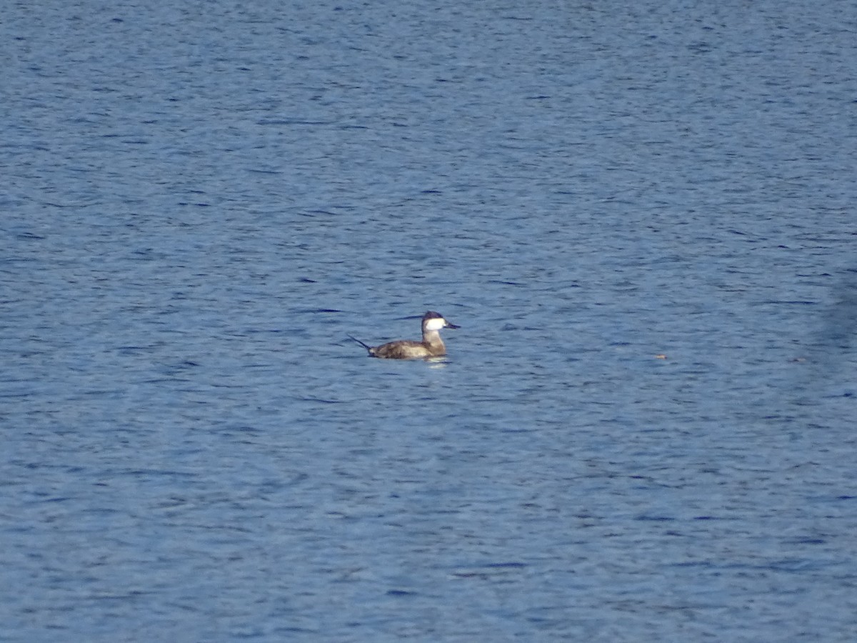 Ruddy Duck - ML379847921