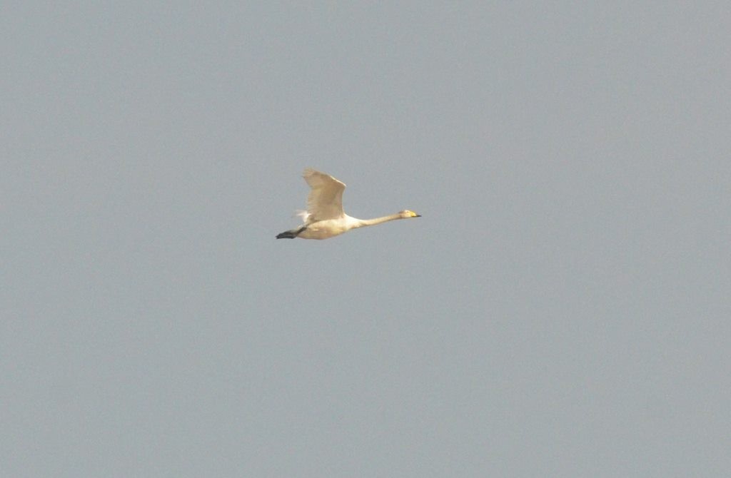 Whooper Swan - ML379849711