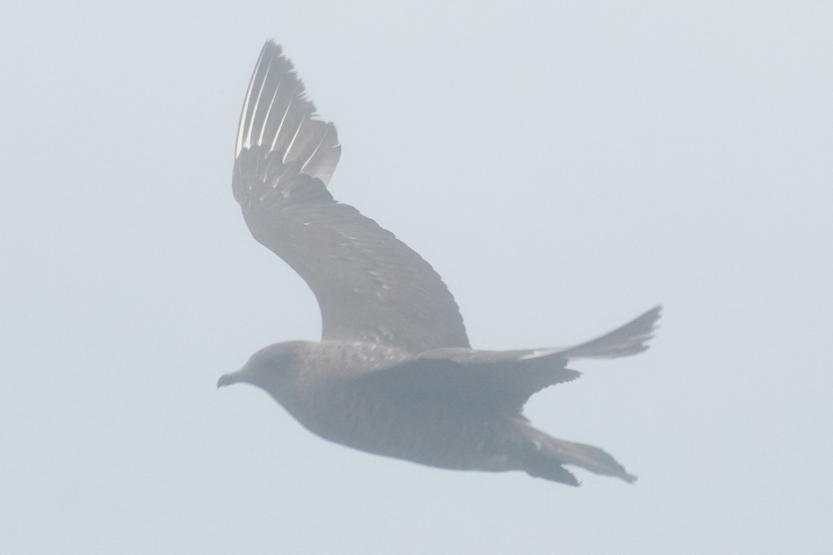 Parasitic Jaeger - ML379850951