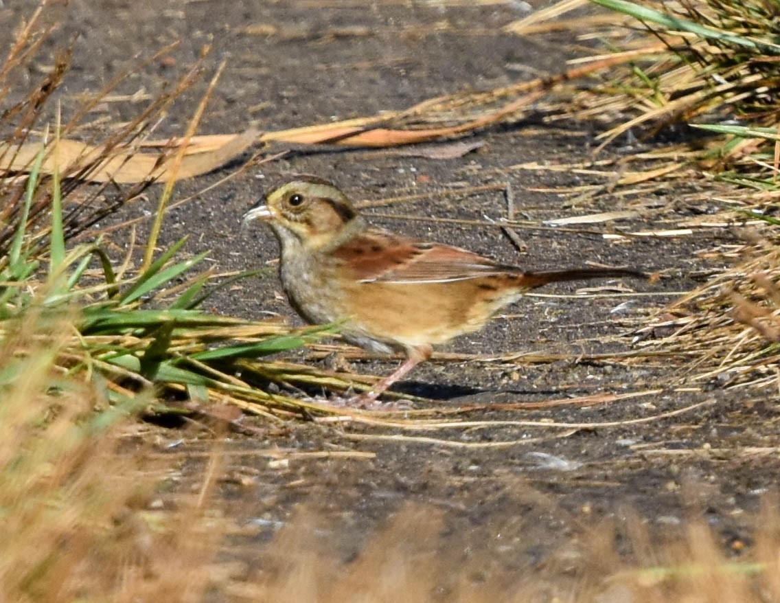 Swamp Sparrow - ML379850991