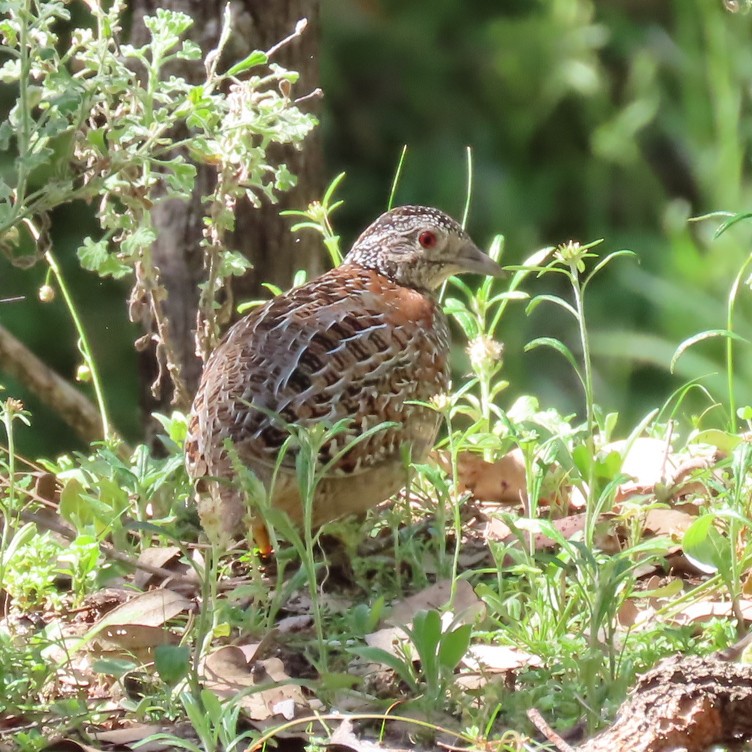 Painted Buttonquail - ML379852721