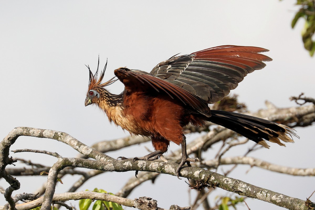 hoatzin - ML379854741