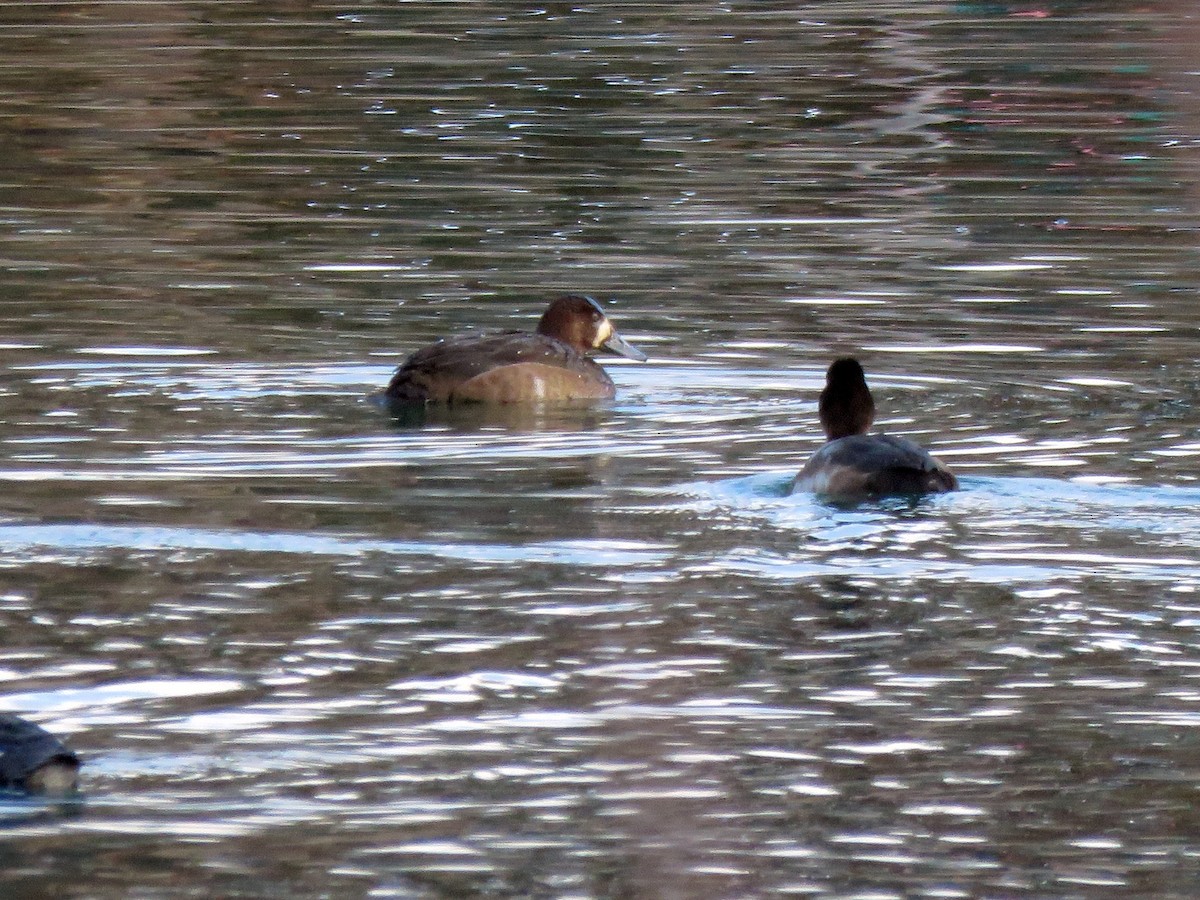 Greater Scaup - ML379855201