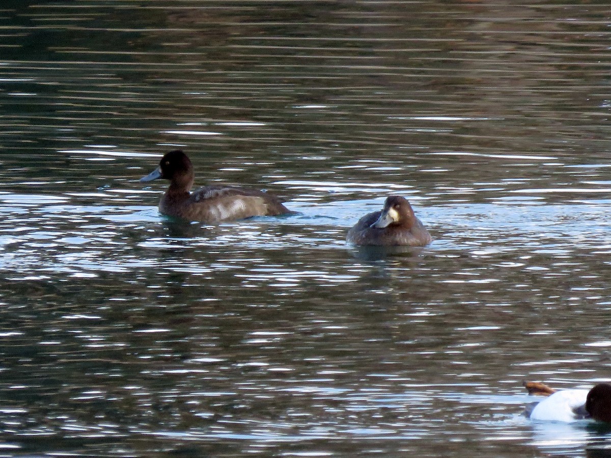 Greater Scaup - ML379855281