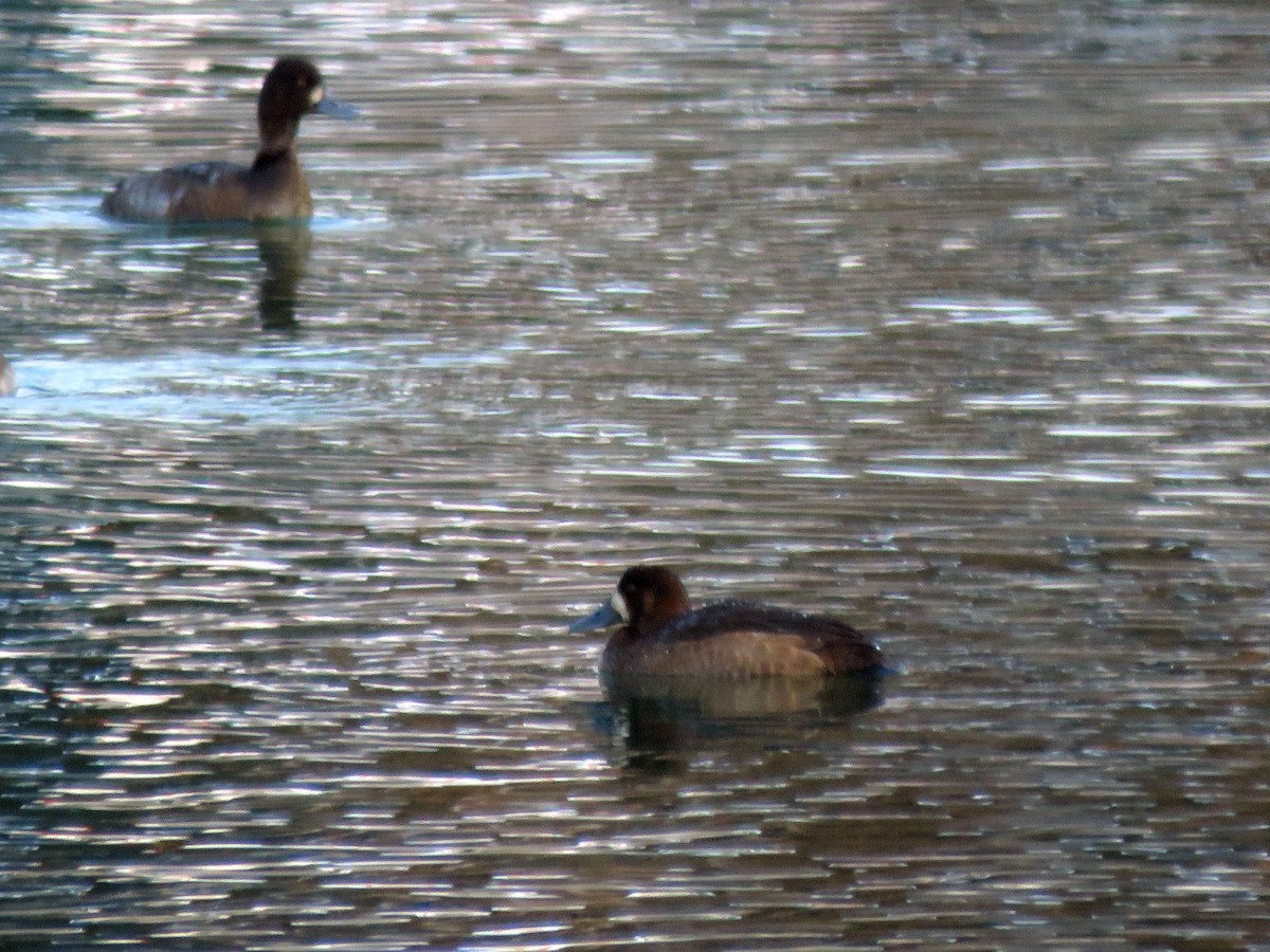 Greater Scaup - ML379855381