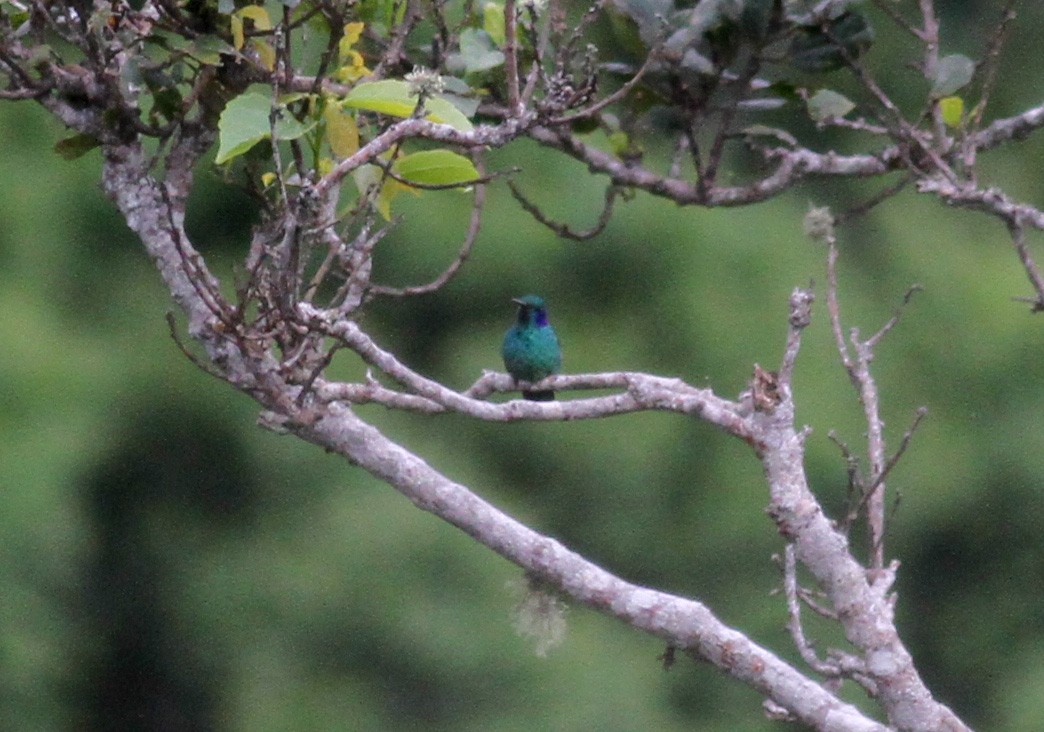 kolibřík modrouchý - ML37985591