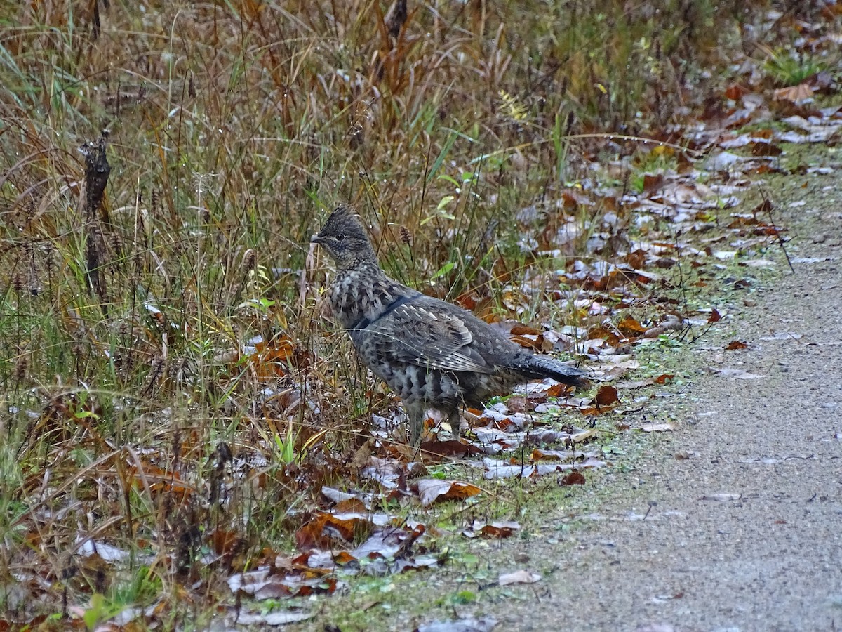 Ruffed Grouse - claudine lafrance cohl