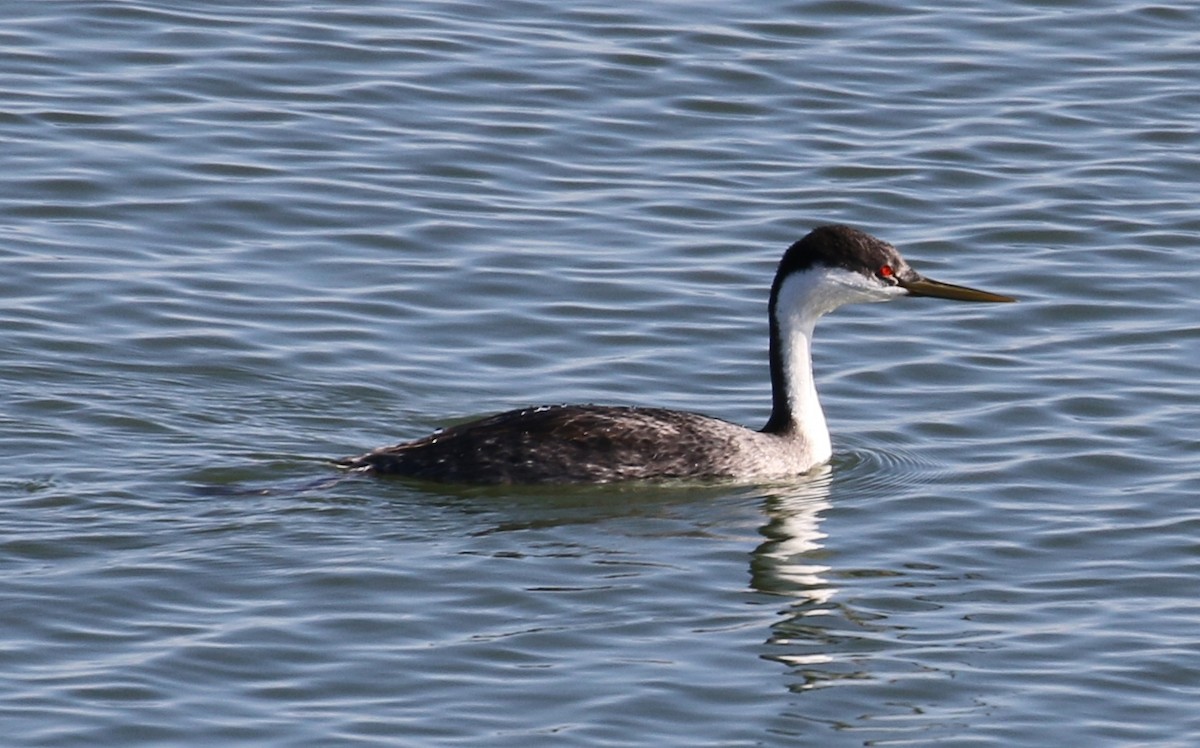 Western Grebe - ML379858541