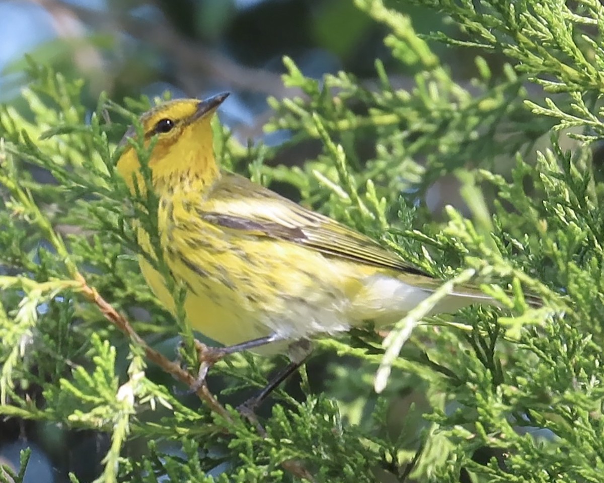 Cape May Warbler - ML379859451