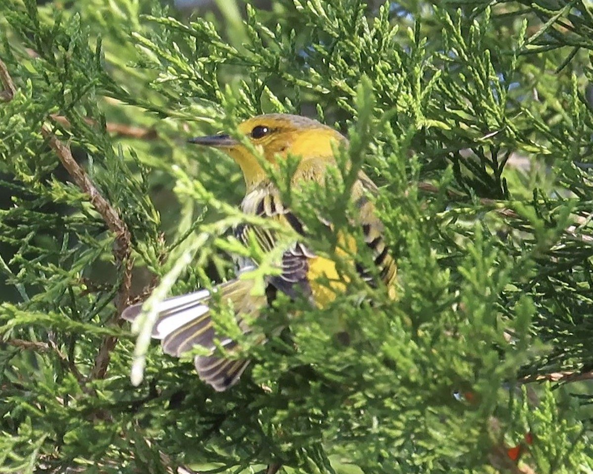 Cape May Warbler - ML379859471