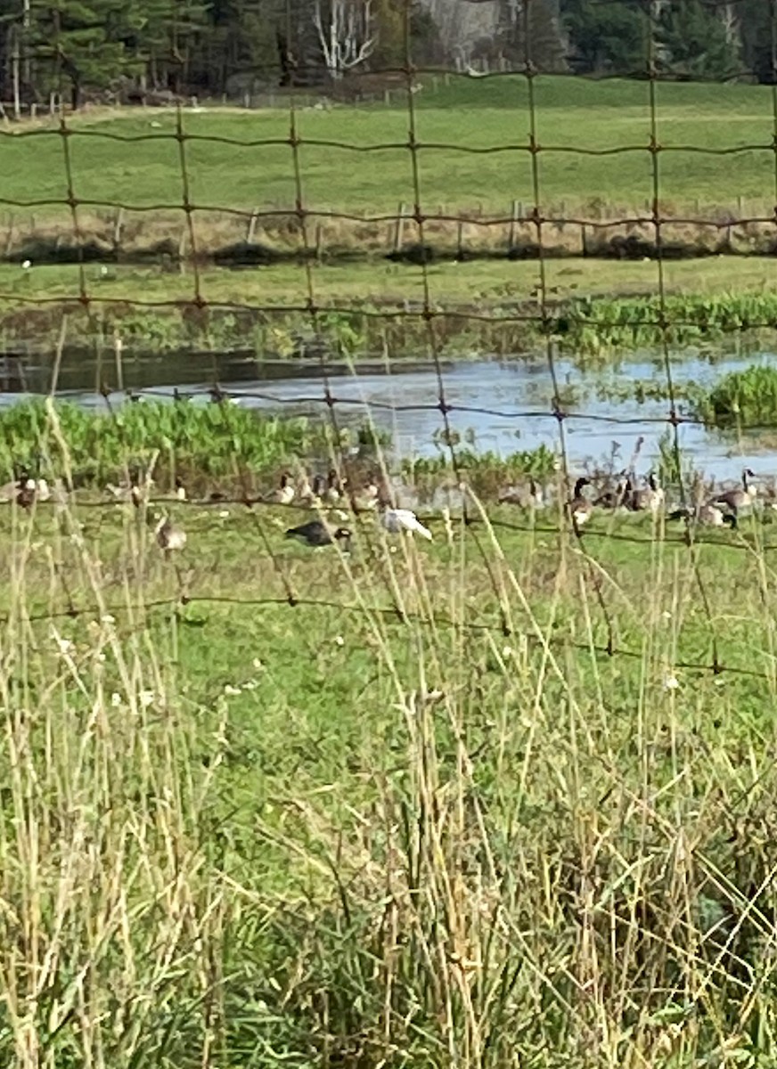 Snow Goose - ML379860241