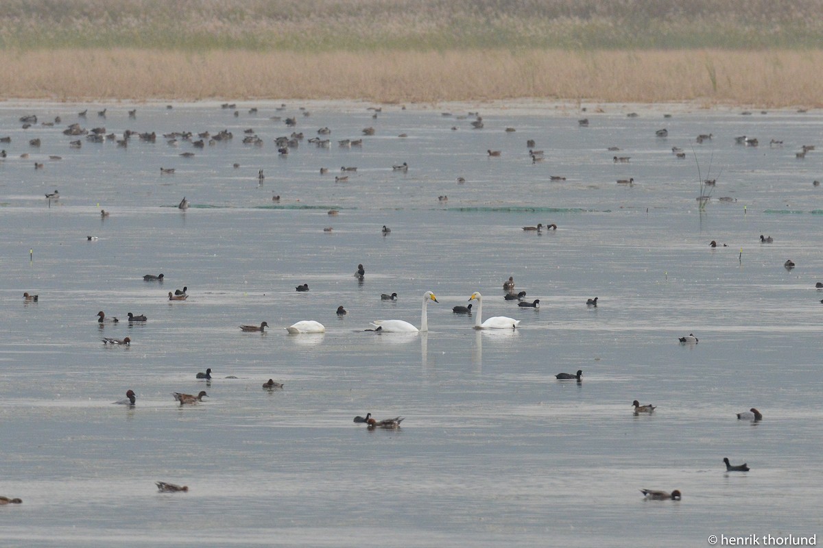 Whooper Swan - ML37986181