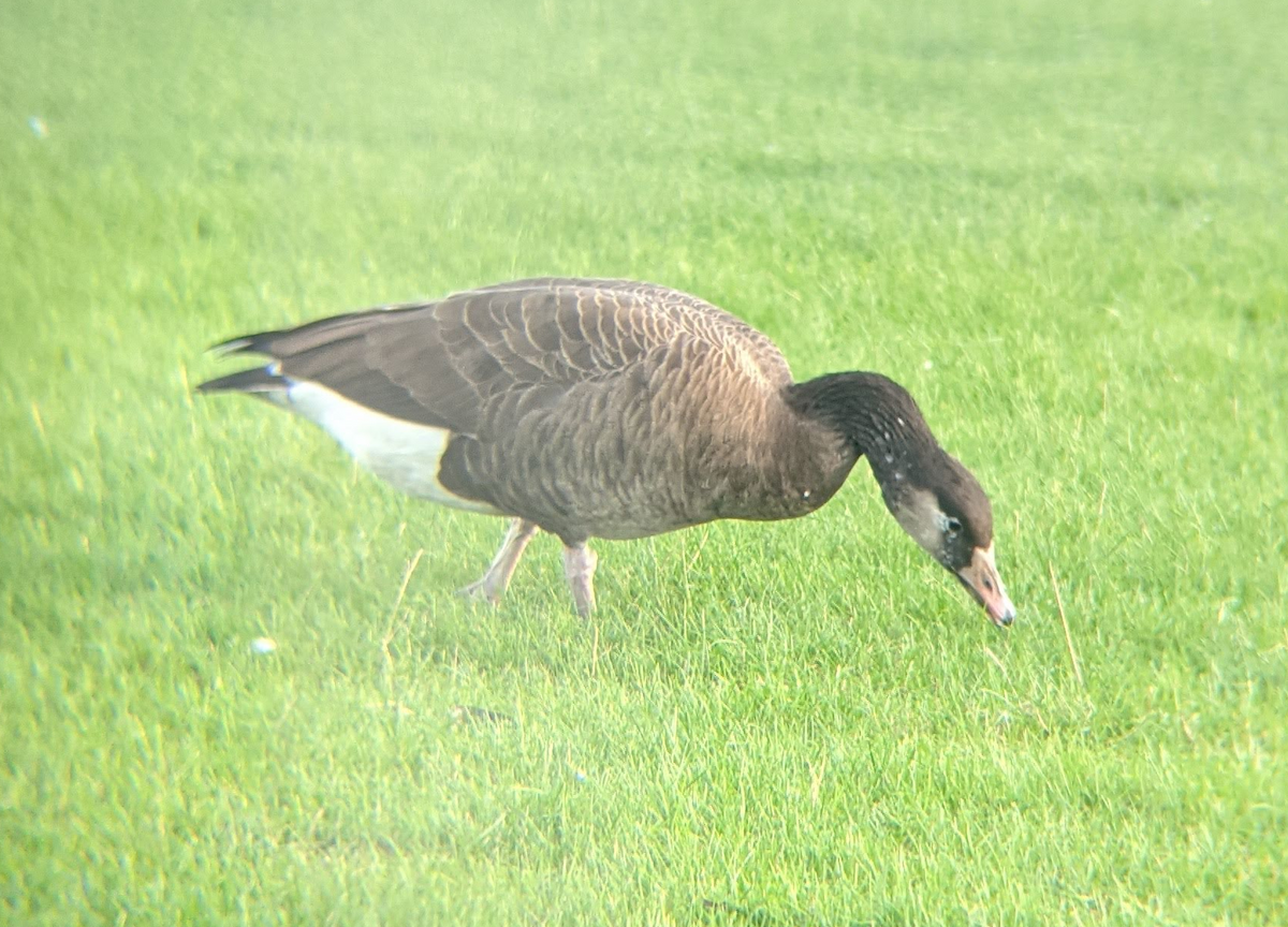 Graylag x Canada Goose (hybrid) - ML379861841