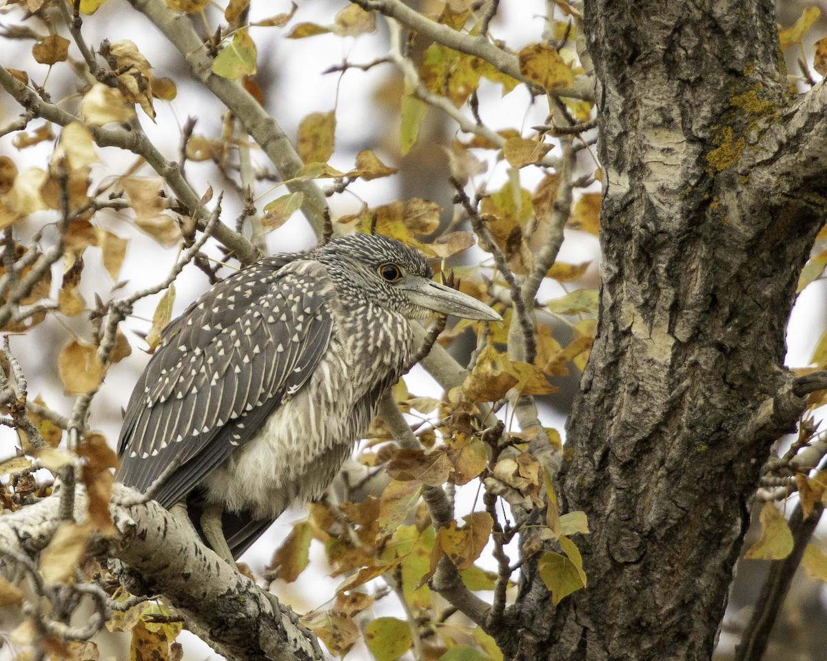 Yellow-crowned Night Heron - Miles Tindal