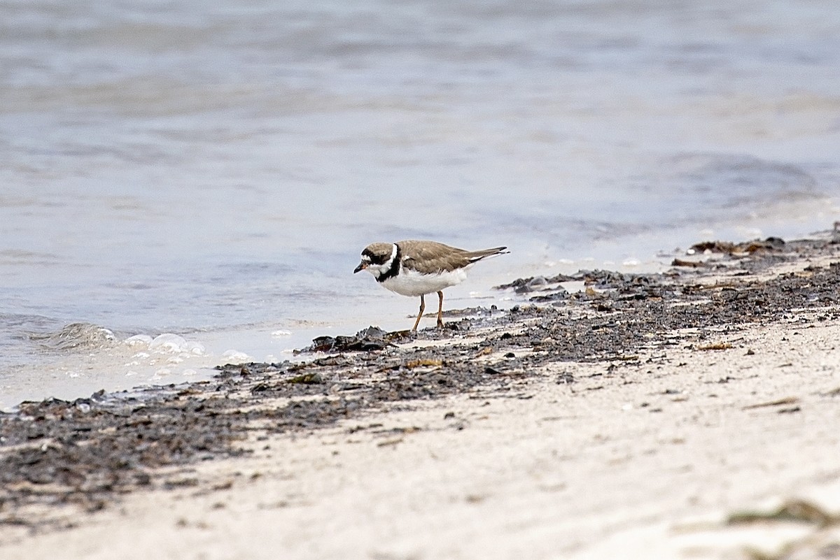 Semipalmated Plover - ML379863191
