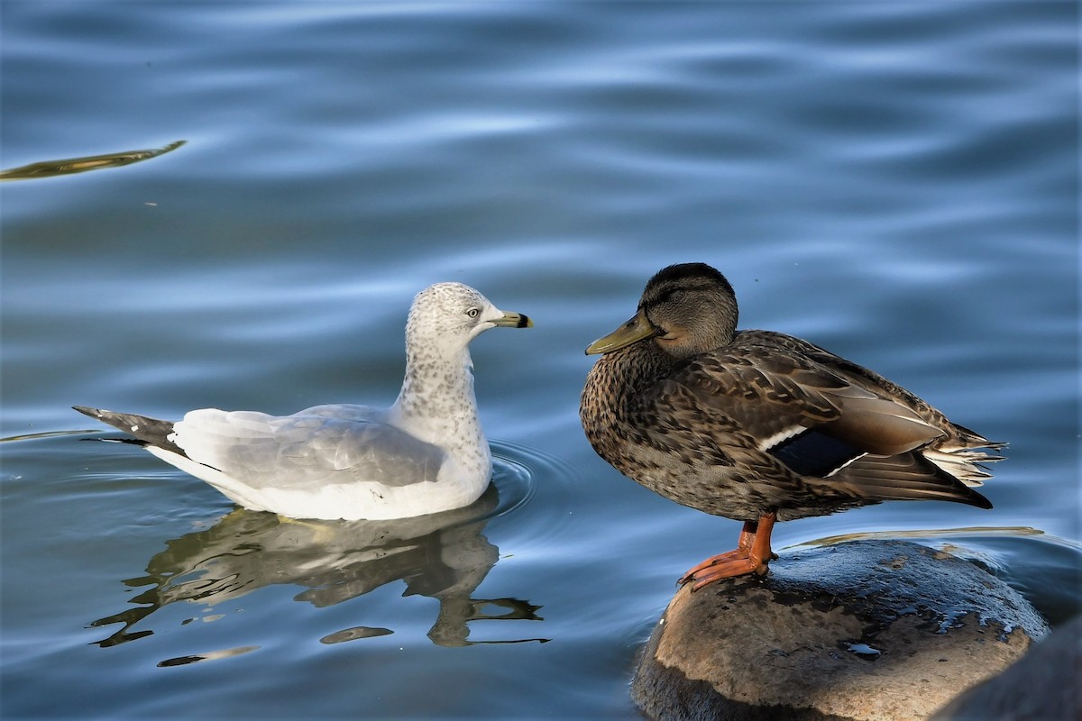 Gaviota de Delaware - ML379863321