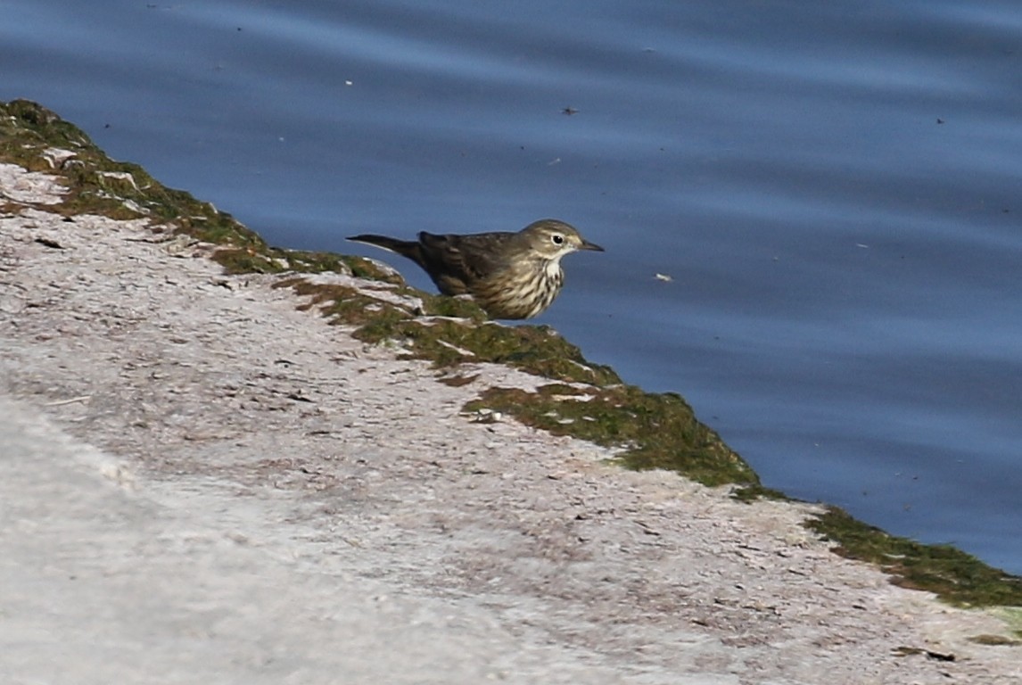 American Pipit - ML379865091