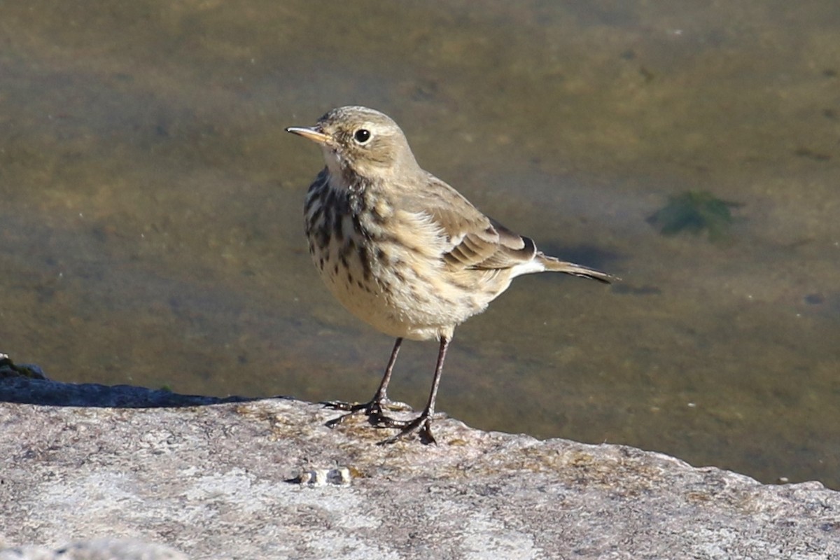 American Pipit - ML379865181