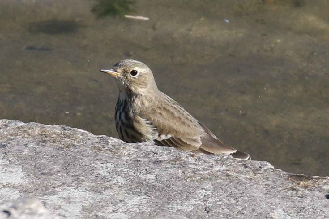 American Pipit - ML379865311