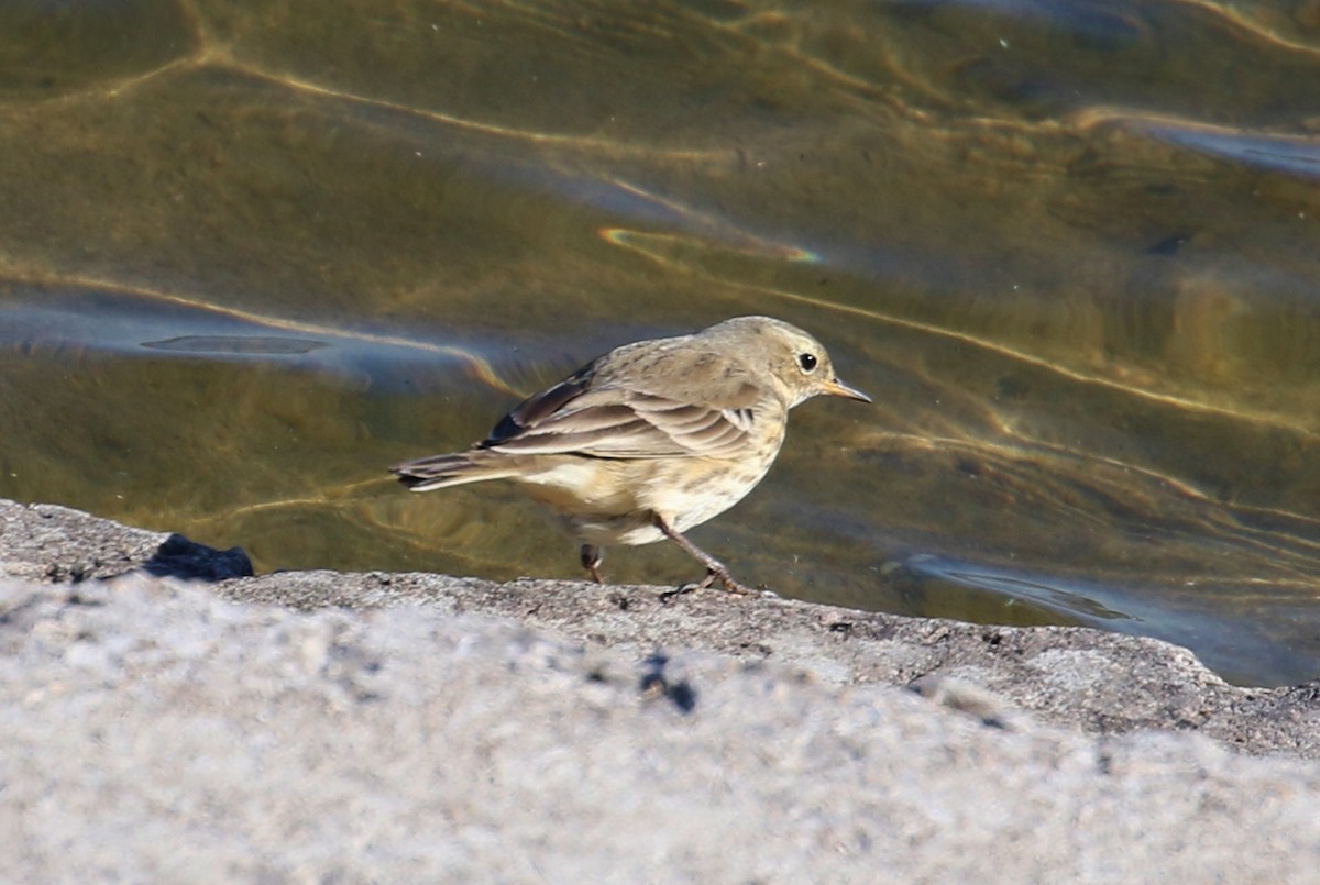 American Pipit - ML379865331