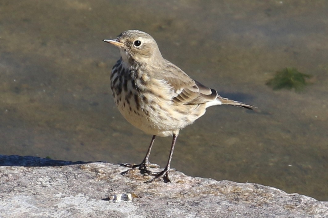 American Pipit - ML379865611