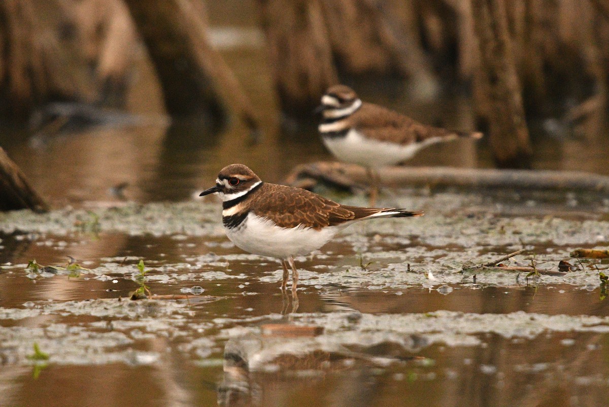 Killdeer - ML379865731
