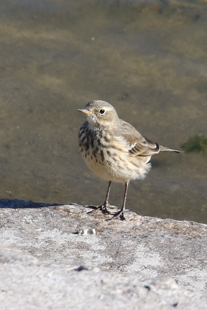 Pipit d'Amérique - ML379865791