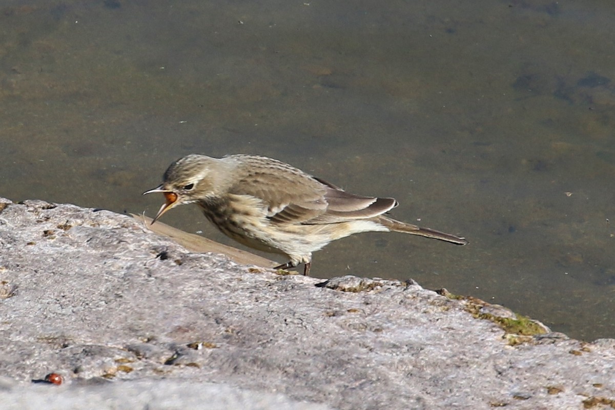 Pipit d'Amérique - ML379866031