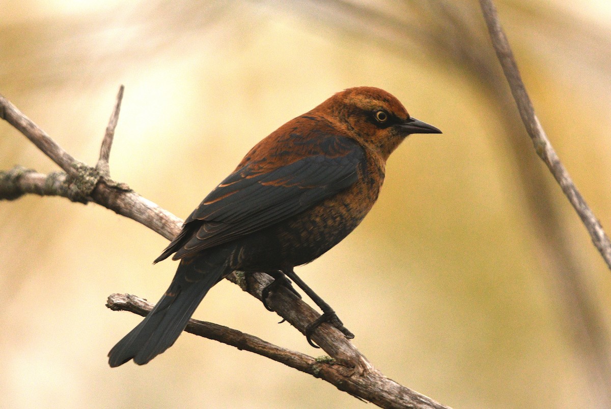 Rusty Blackbird - Stéphane Barrette