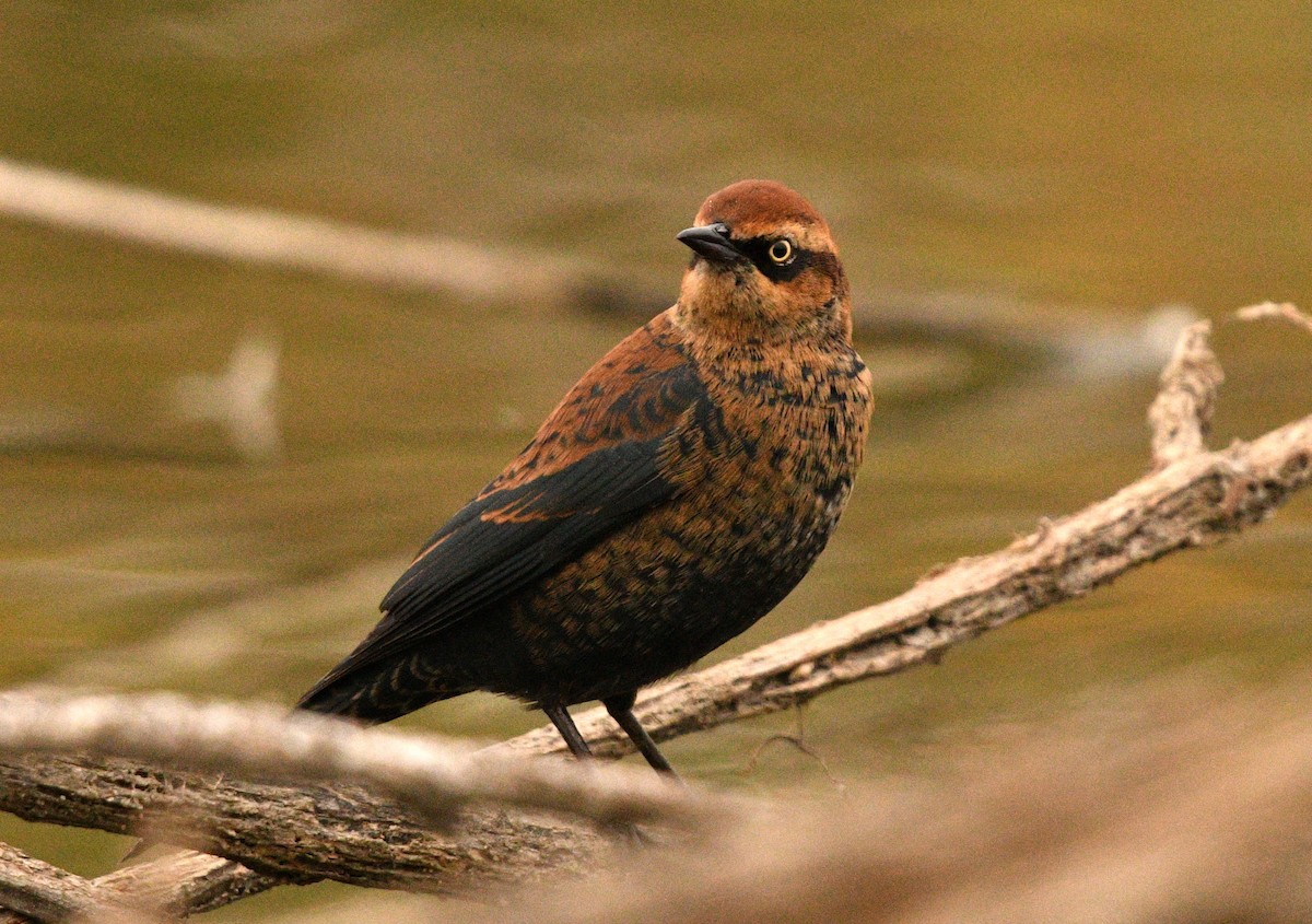 Rusty Blackbird - ML379866051